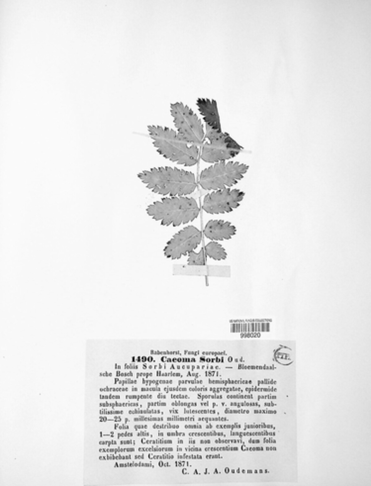 Ochropsora ariae image